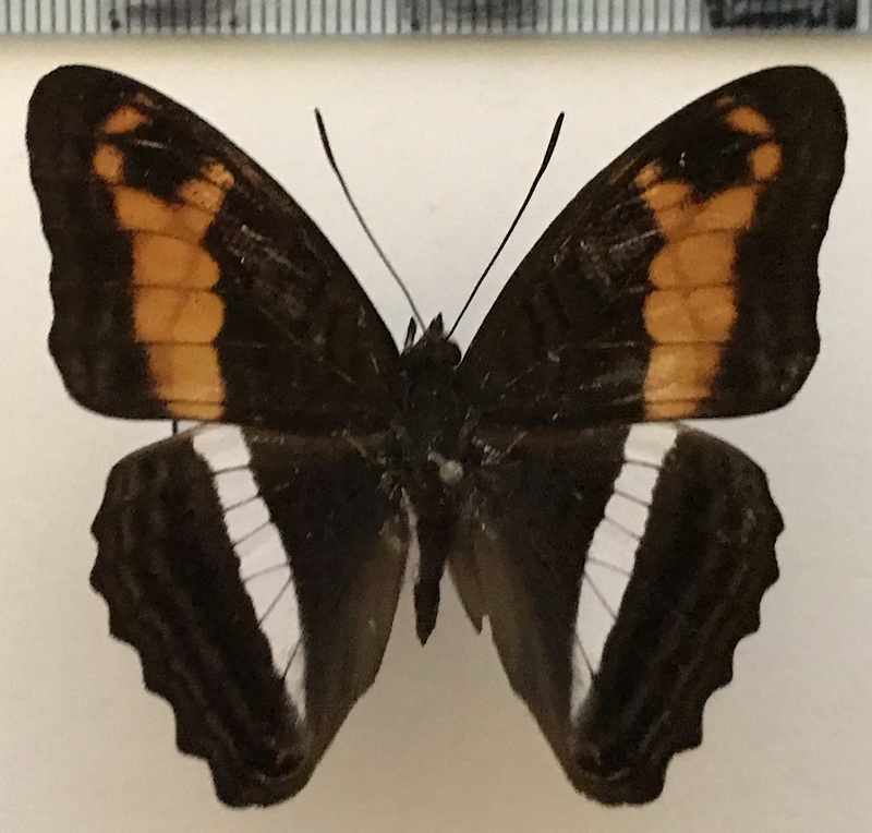  Adelpha delinita delinita mâle Fruhstorfer, 1913