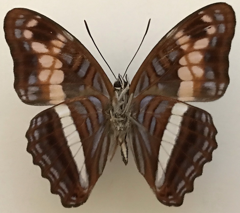   Adelpha delinita delinita mâle Fruhstorfer, 1913