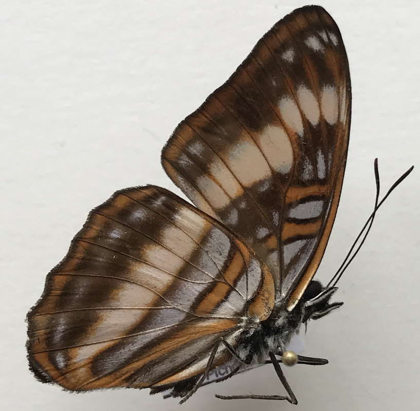   Adelpha ethelda mâle   (Hewitson, 1867)