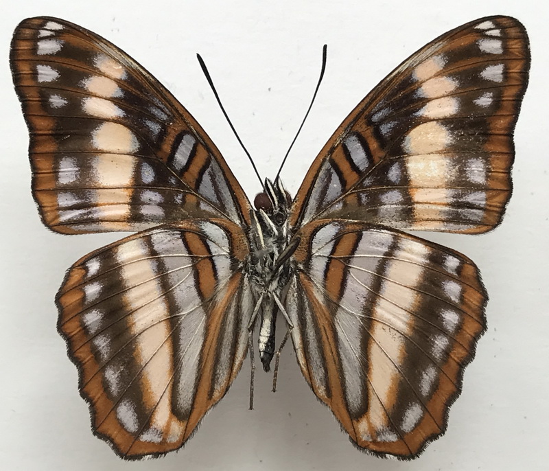   Adelpha ethelda ethelda mâle (Hewitson, 1867)