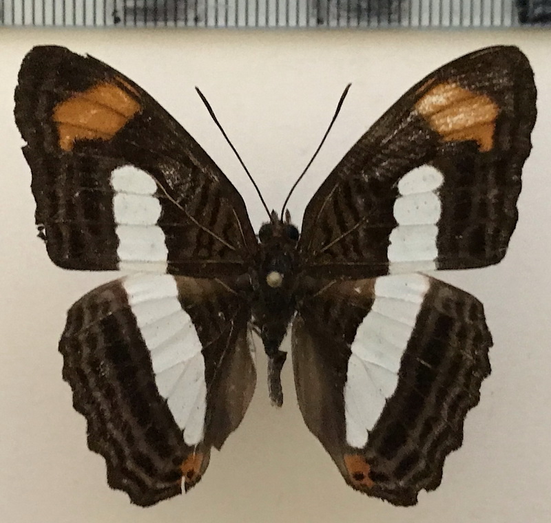  Adelpha iphiclus mâle   (Linnaeus, 1758)                       