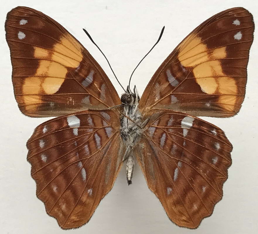  Adelpha irmina tumida   mâle   (A. Butler, 1873) 
