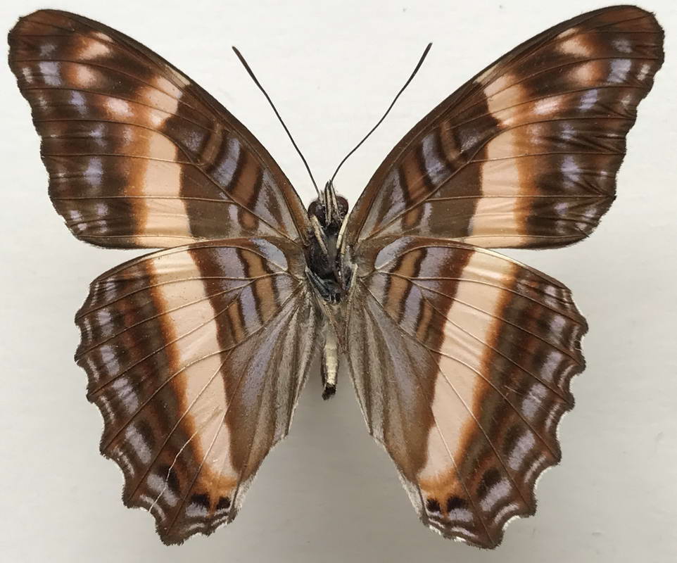   Adelpha leuceria  mâle  (H. Druce, 1874) 