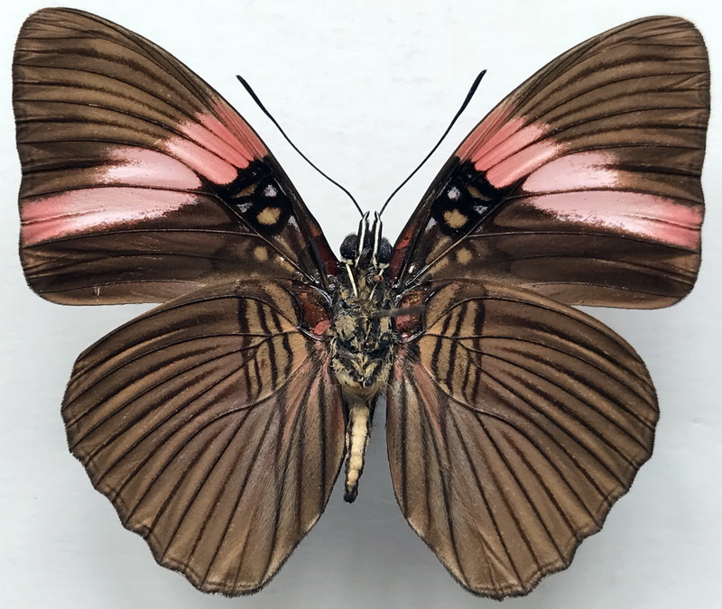  Adelpha lycorias lara mâle (Hewitson, 1850)