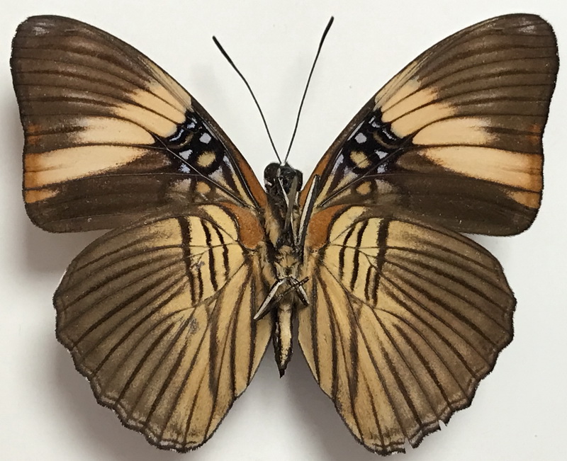   Adelpha lycorias spruceana mâle (H. Bates, 1864)