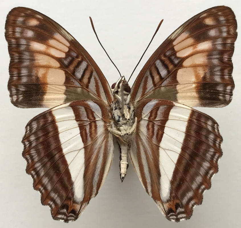   Adelpha malea aethalia  mâle   (C. Felder & R. Felder, 1867)