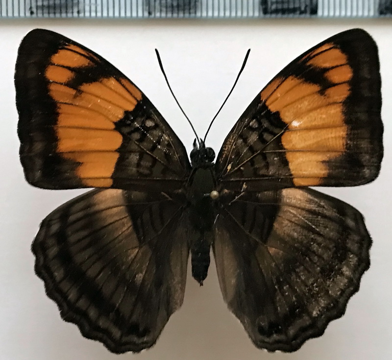  Adelpha mesentina femelle  (Cramer, [1777])