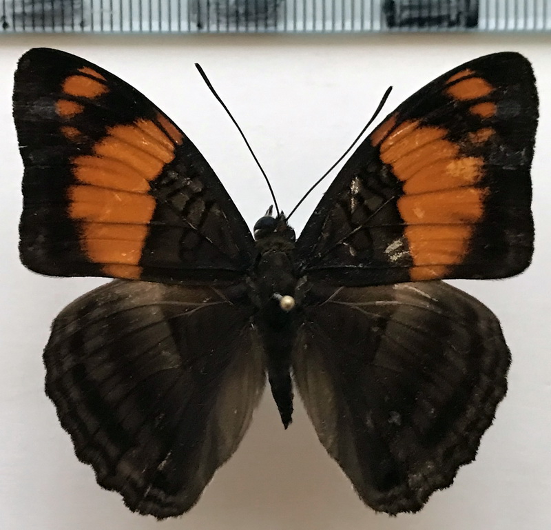   Adelpha mesentina mâle (Cramer, [1777])