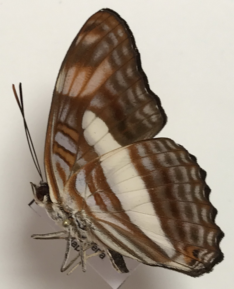  Adelpha naxia mâle C. Felder & R. Fedler, 1867