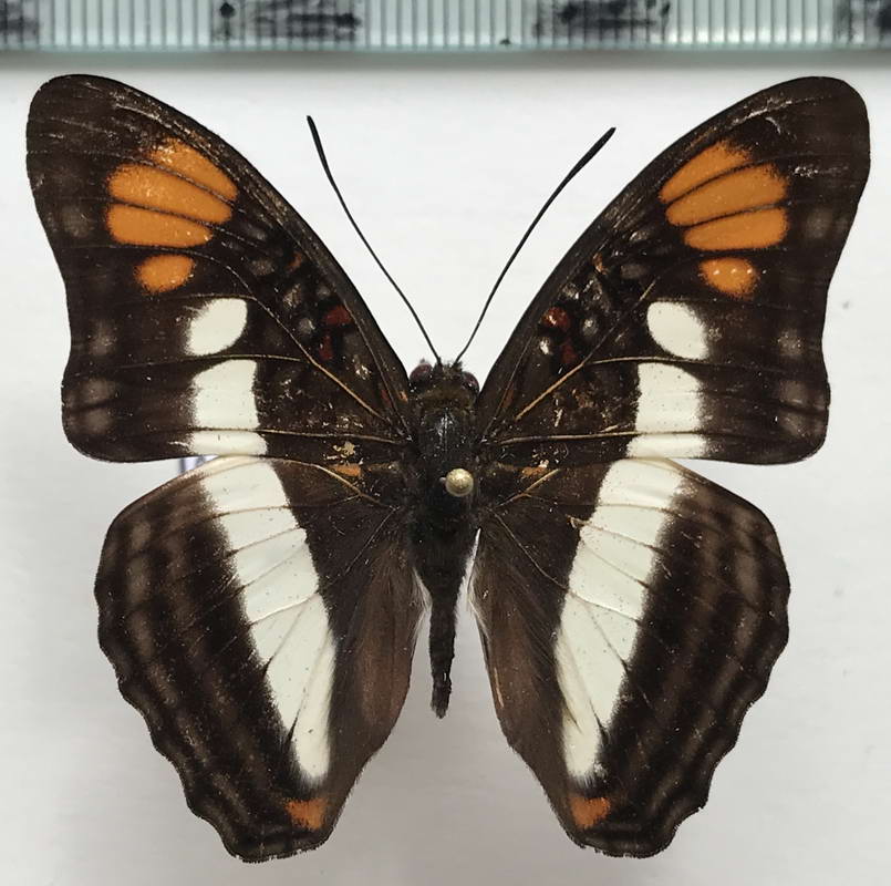  Adelpha serpa  mâle   (Boisduval, 1836)