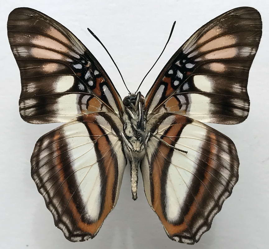   Adelpha serpa  mâle   (Boisduval, 1836)