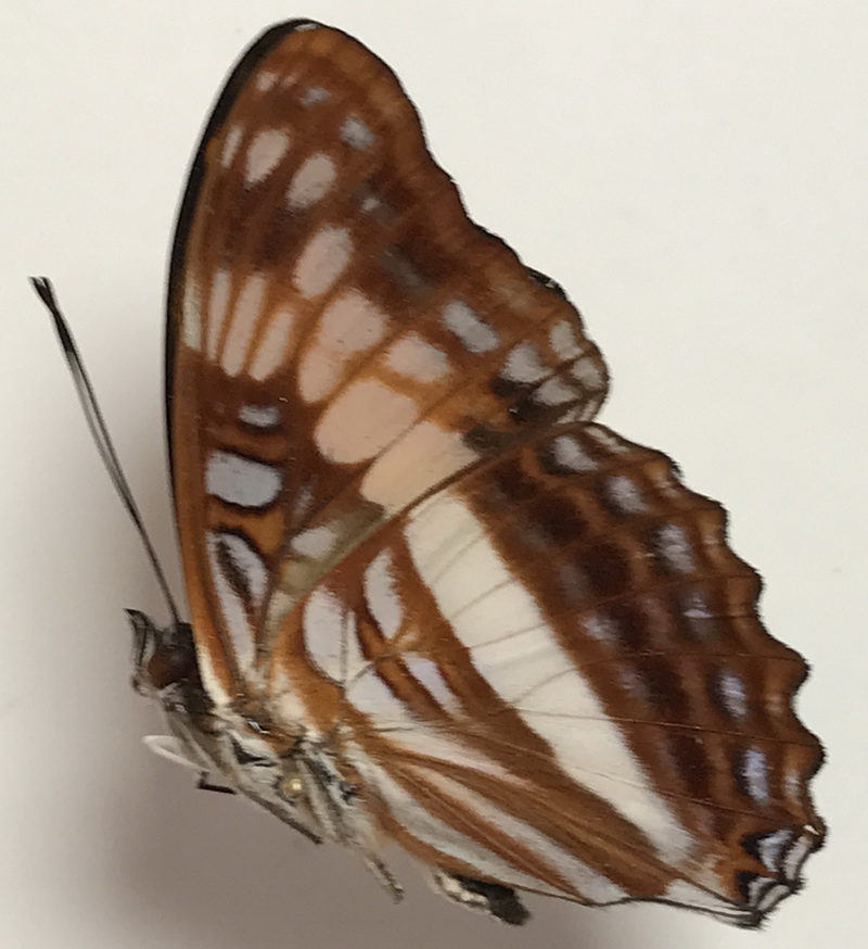   Adelpha sichaeus mâle (A. Butler, 1866)