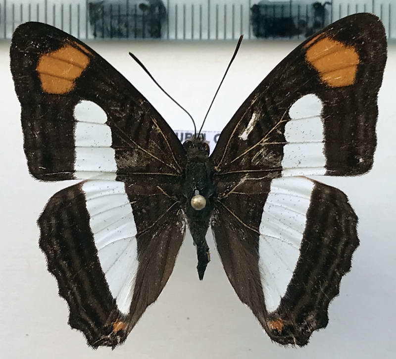  Adelpha thessalia mâle Fruhstorfer, 1913