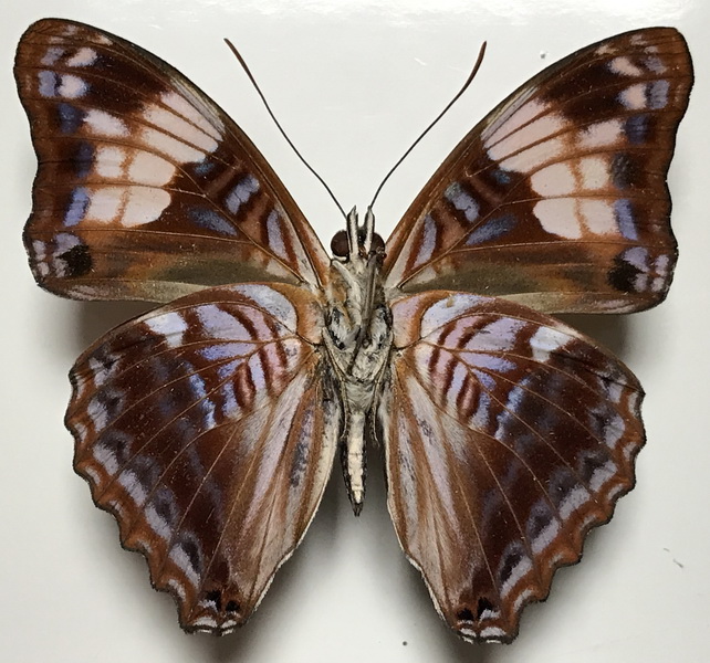 Adelpha ximena mâle  (C. Felder & R. Felder, 1862) 