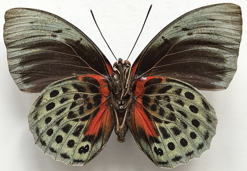 Agrias hewitsonius beata mâle  (Staudinger, [1885])
