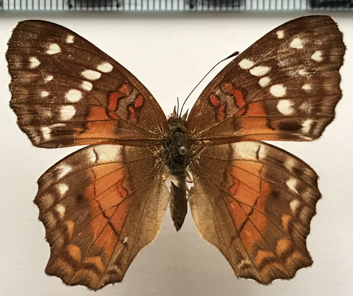 Anartia amathea  femelle  (Linnaeus, 1758) 