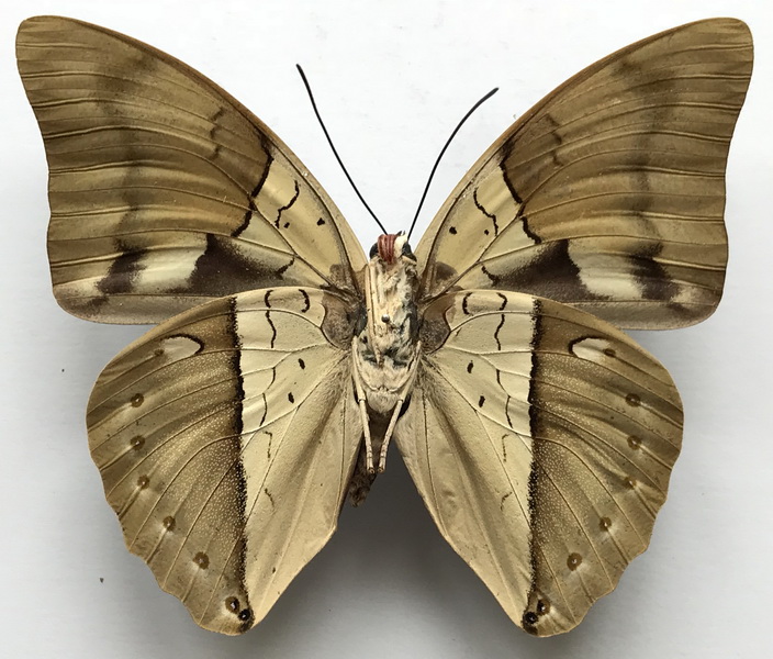 Archaeprepona amphimacus symaithus  mâle  (Fruhstorfer, 1916)