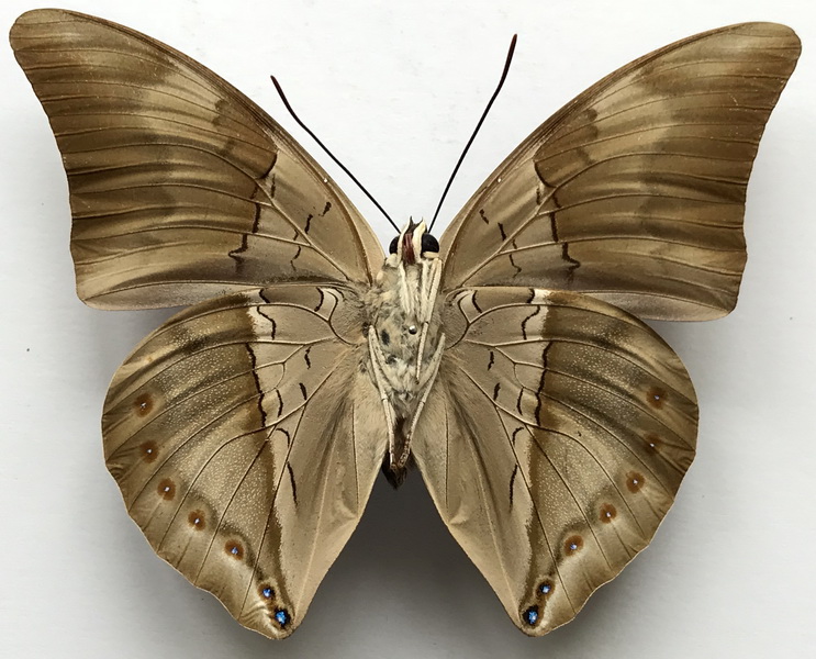 Archaeprepona chromus chromus  mâle  (Guérin-Méneville, [1844]) 