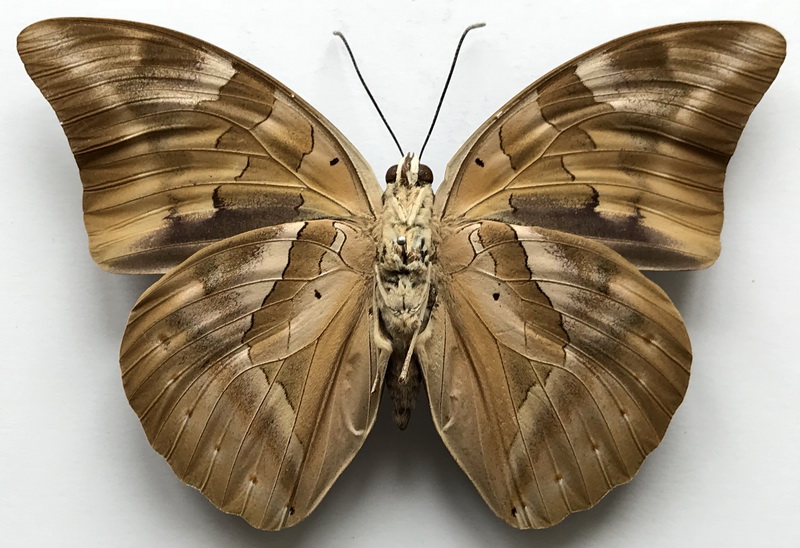 Archaeprepona demophon demophon  femelle  (Linnaeus, 1758)