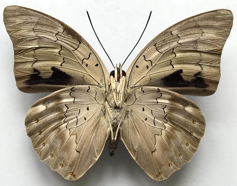 Archaeprepona demophoon andicola  femelle    (Fruhstorfer, 1904) 
