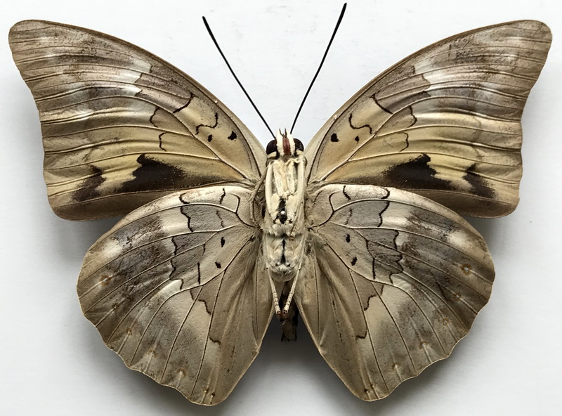 Archaeprepona demophoon demophoon  femelle  (Hübner, [1814])