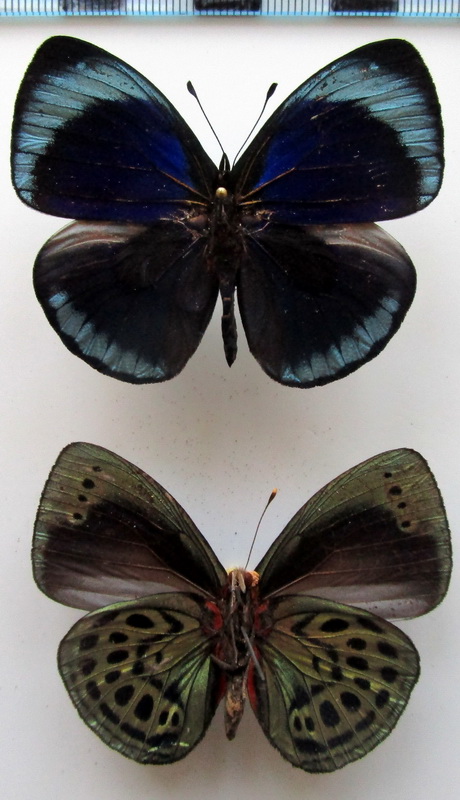 Asterope leprieuri leprieuri  mâle    (Feisthamel, 1835)                               