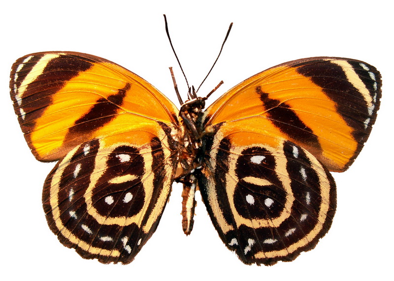 Callicore cynosura cynosura  mâle   (E. Doubleday, [1847])