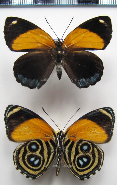 Callicore eunomia eunomia  mâle   (Hewitson, 1853)                               
