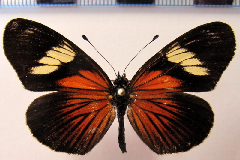          Castilia perilla  mâle    (Hewitson, 1852)                       