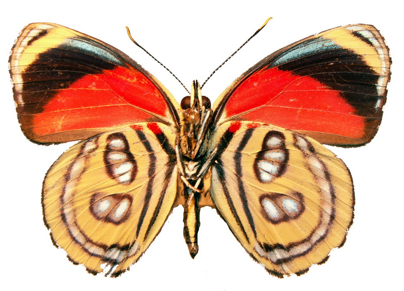 Catagramma pygas cyllene   mâle   E. Doubleday, [1847]