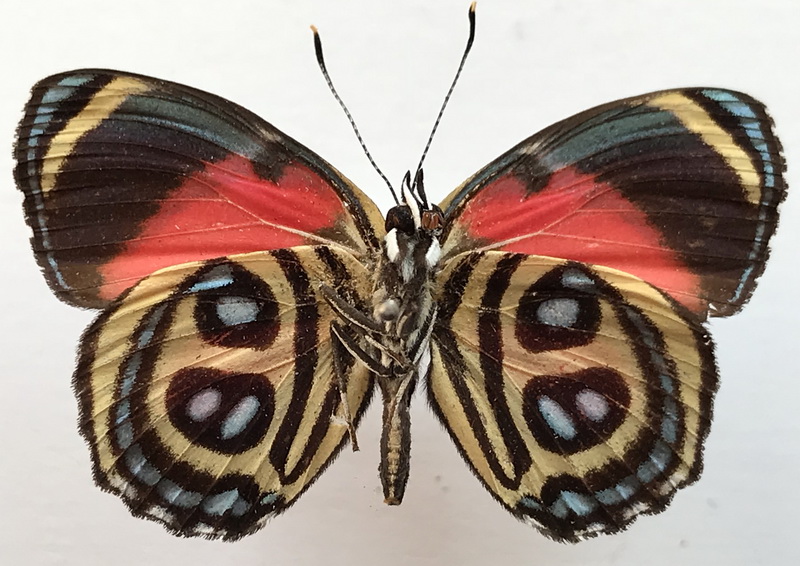Catagramma pyracmon peristera  mâle  Hewitson, 1853 
