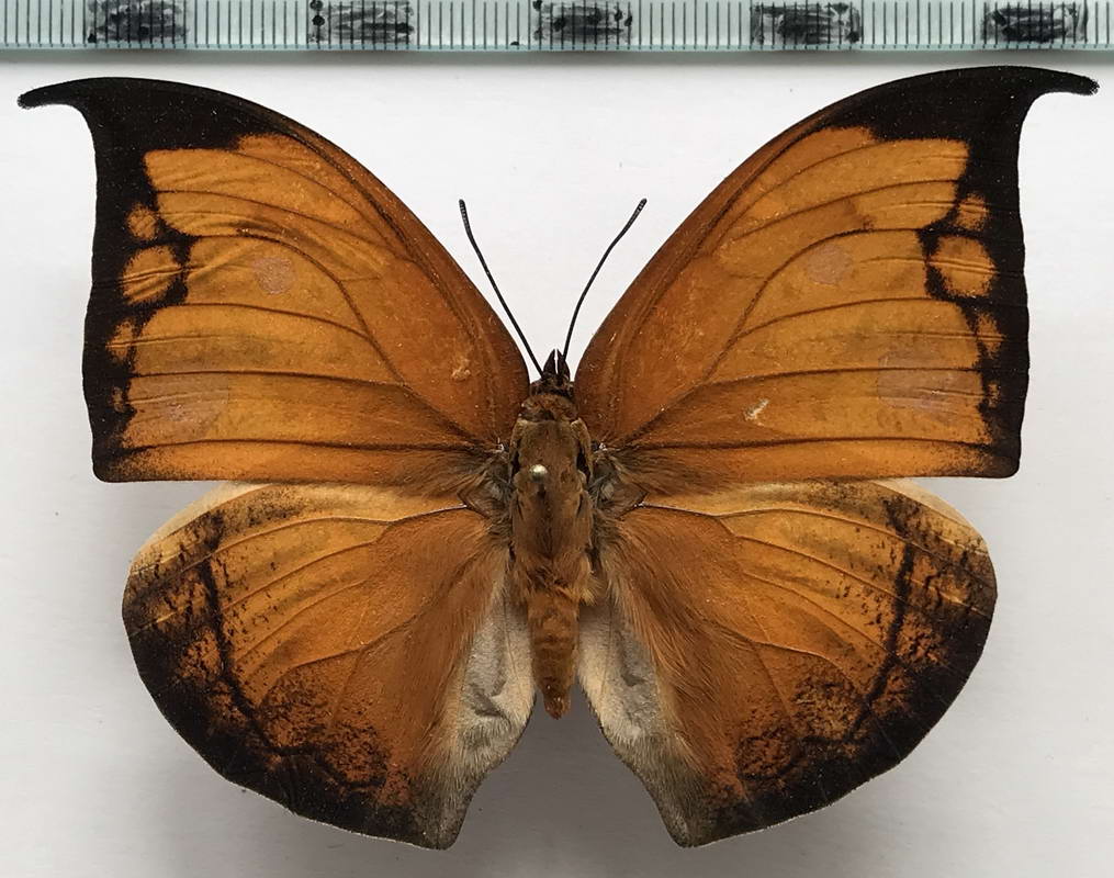  Coenophlebia archidona  mâle  (Hewitson, 1860)