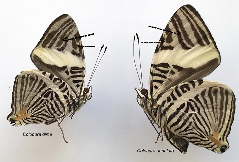 Différences entre C. dirce et C. annulata