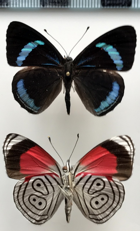 Diaethria neglecta neglecta mâle    (Salvin, 1869)