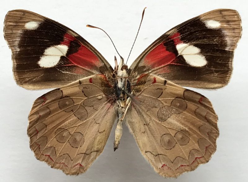 Diaethria bacchis  mâle  (E. Doubleday, 1849)