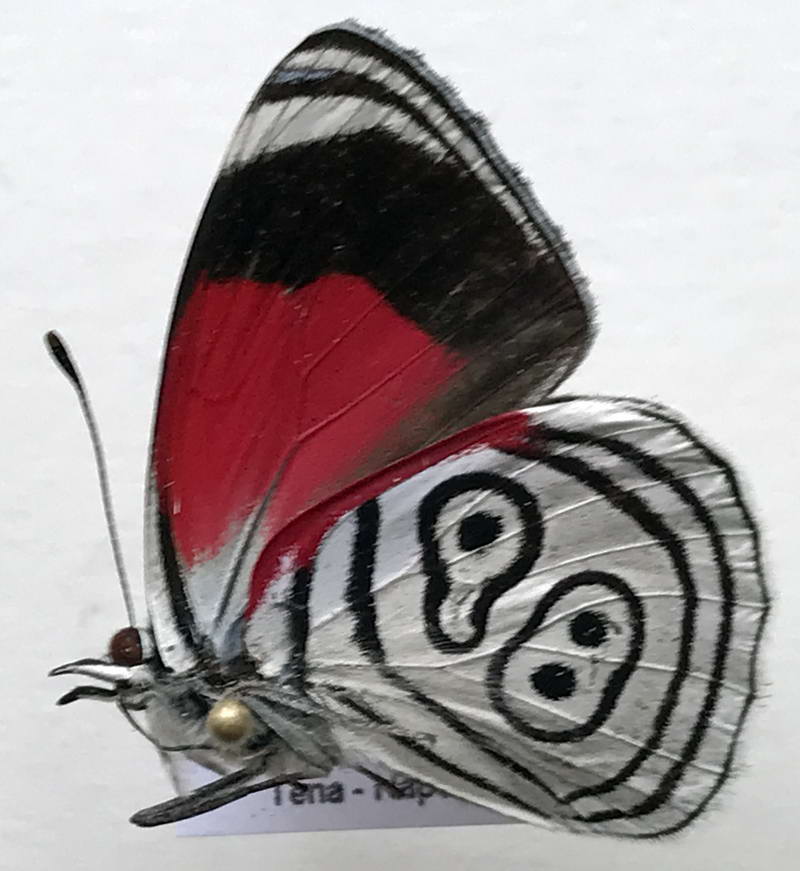   Diaethria eluina  mâle (Hewitson, [1855])