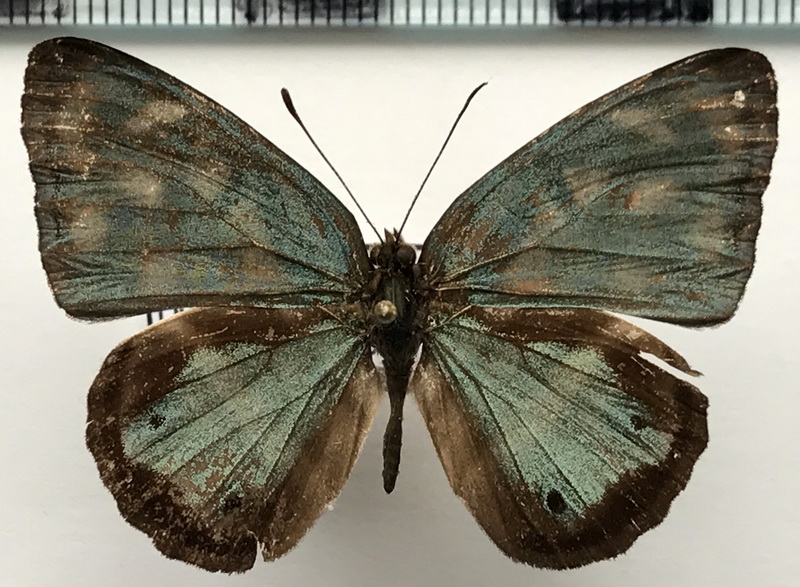 Dynamine paulina thalassina mâle  (Boisduval, 1870)