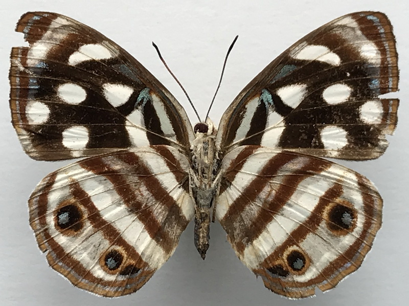Dynamine postverta postverta  femelle  (Cramer, 1779) 