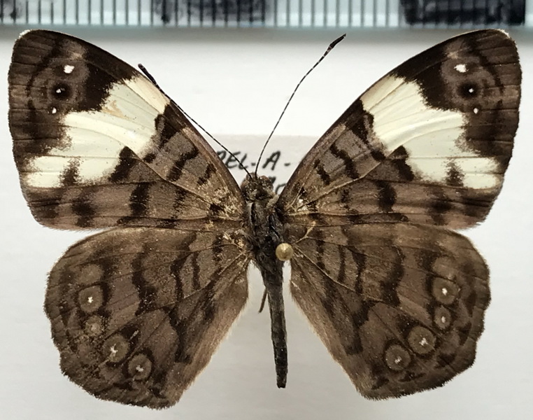 Ectima thecla thecla  mâle  (Fabricius, 1796)