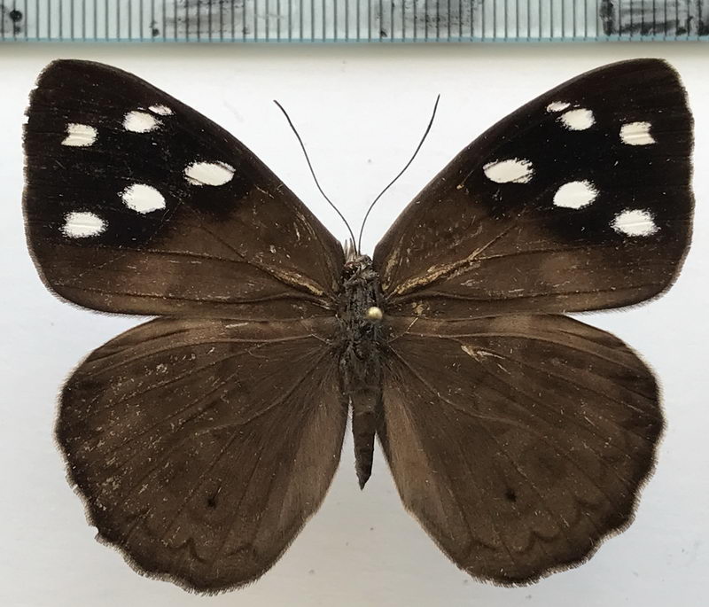  Eunica clytia  femelle  (Hewitson, 1852) 