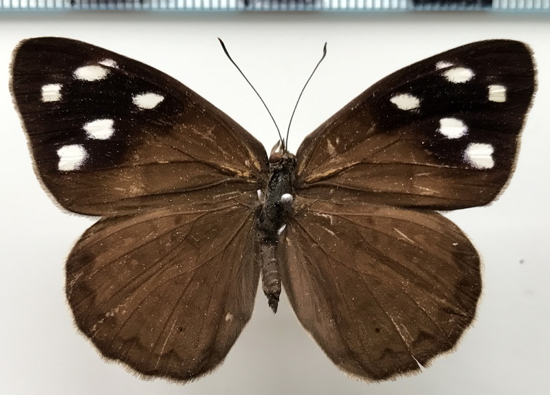 Eunica clytia  femelle  (Hewitson, 1852) 