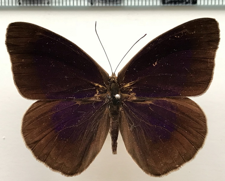 Eunica clytia mâle  (Hewitson, 1852) 
