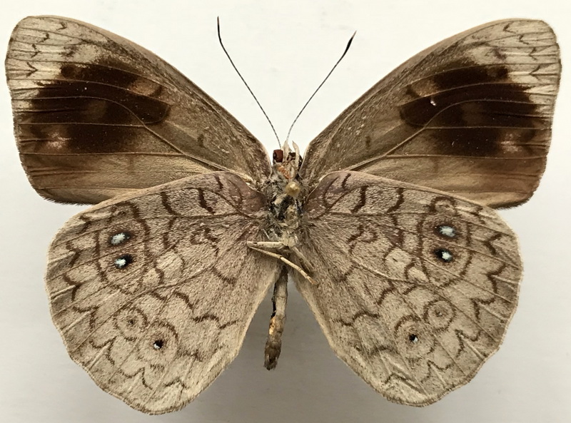 Eunica clytia mâle  (Hewitson, 1852) 