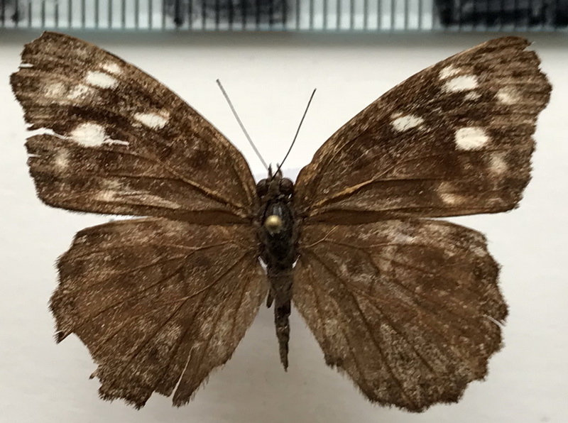 Eunica concordia  femelle  (Hewitson, 1852)