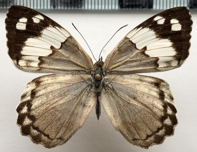 Eunica eburnea  mâle  Fruhstorfer, 1907 