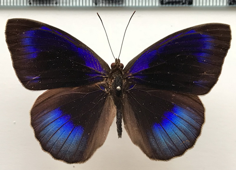 Eunica eurota eurota mâle  (Cramer, 1775)