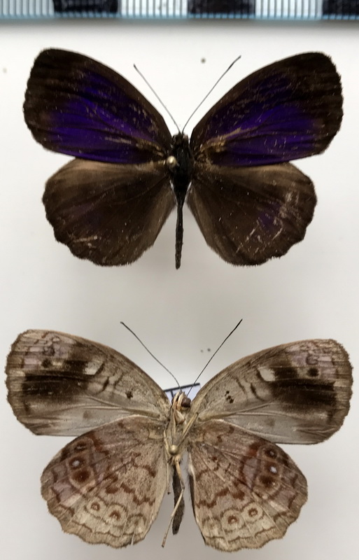 Eunica marsolia fasula mâle  Fruhstorfer, 1909 