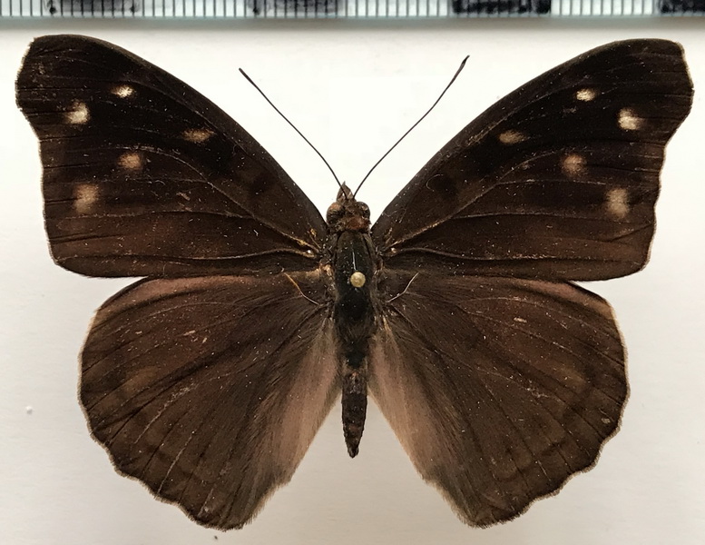 Eunica mygdonia mygdonia mâle  (Godart, [1824]) 