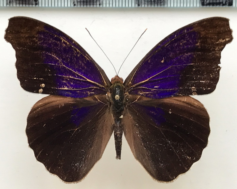 Eunica sydonia caresa  mâle (Hewitson, [1857])