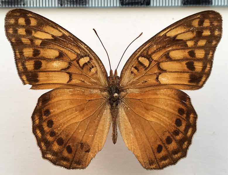 Euptoieta hegesia meridiana  femelle  Stichel, 1938 